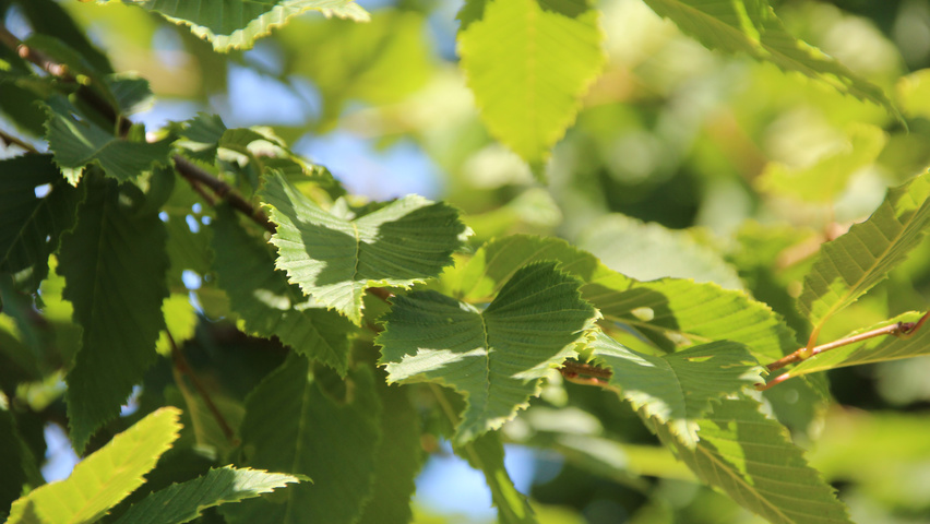 Carpinus betulus 'Frans Fontaine' Blatt