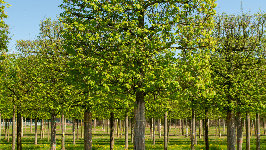 Carpinus betulus 'Frans Fontaine' Spalierschirm