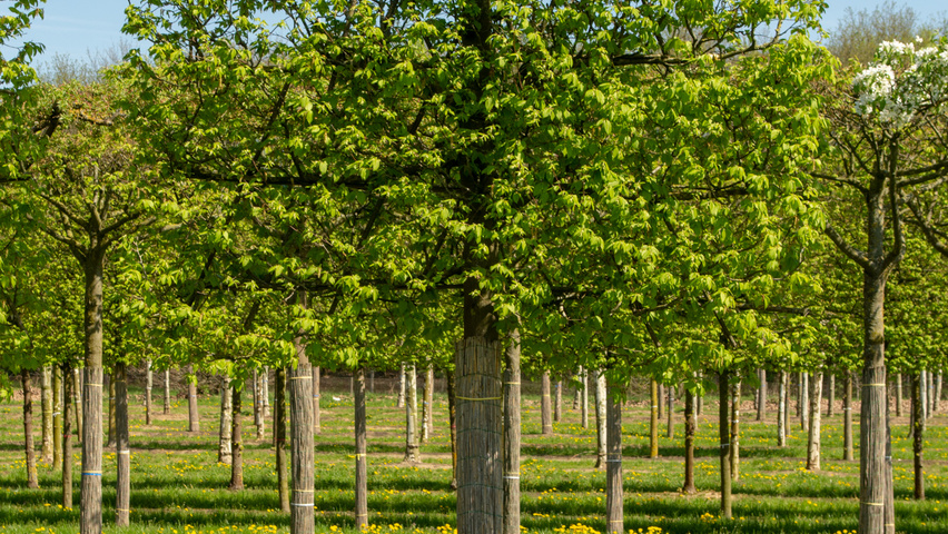 Carpinus betulus 'Frans Fontaine' Spalierschirm