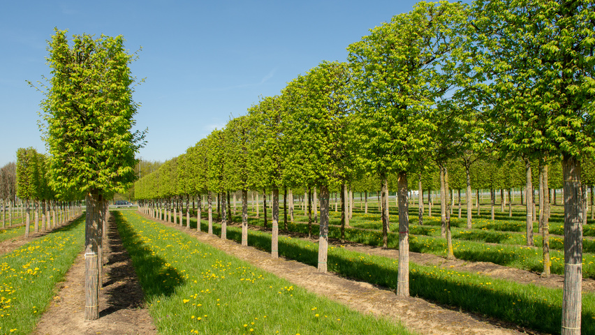 Carpinus betulus 'Frans Fontaine' Spalierschirm