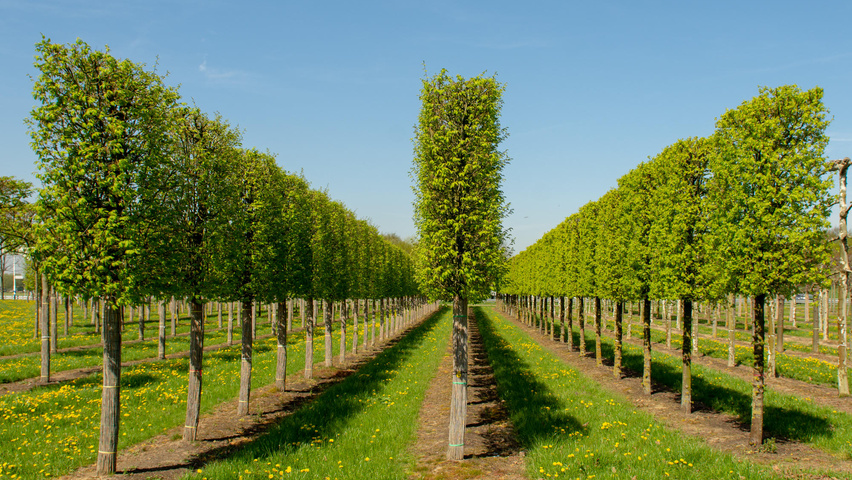 Carpinus betulus 'Frans Fontaine' Spalierschirm