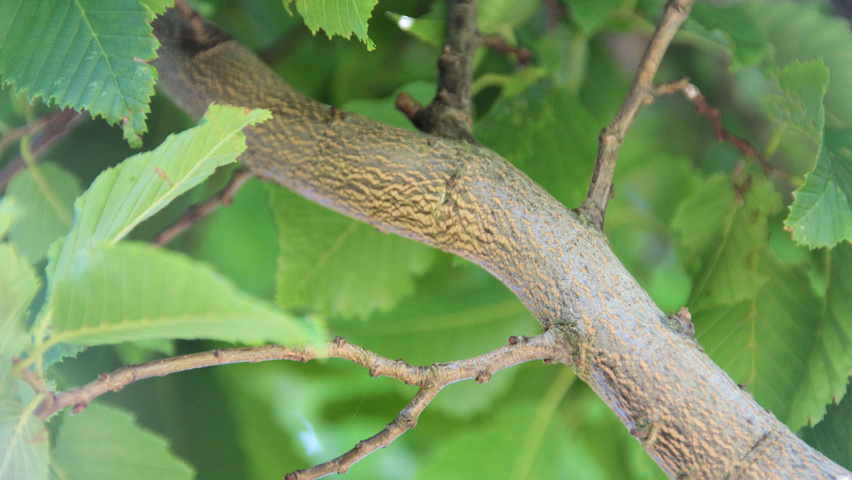 Carpinus betulus 'Frans Fontaine' Zweige