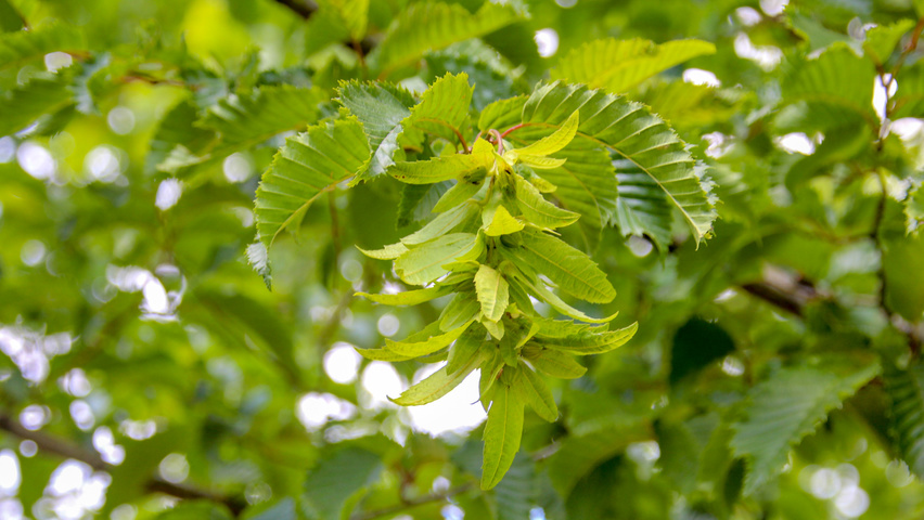 Carpinus betulus vrucht