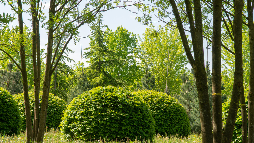 Carpinus betulus bol
