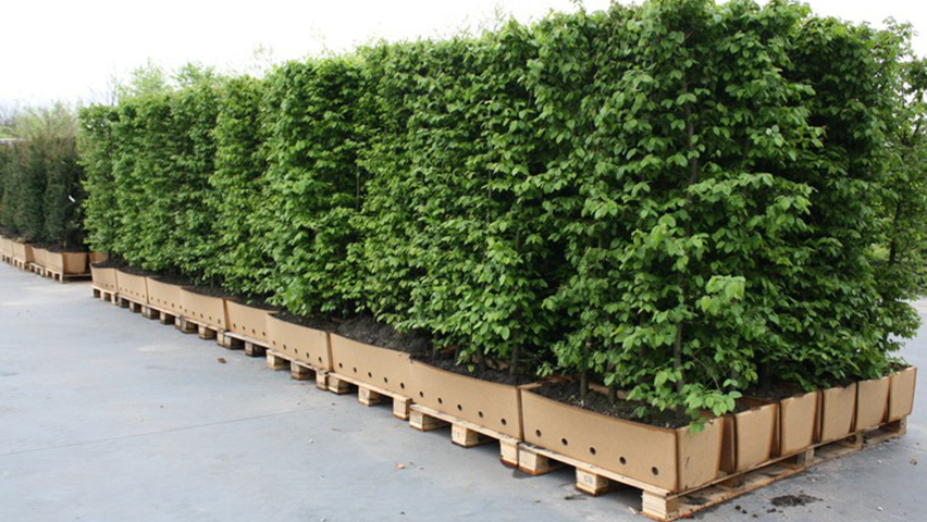 Carpinus betulus haagelement