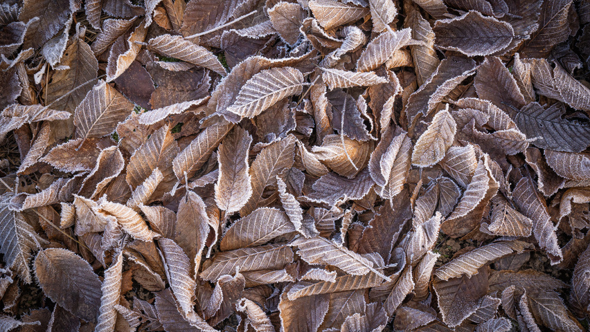 Carpinus betulus herfstblad