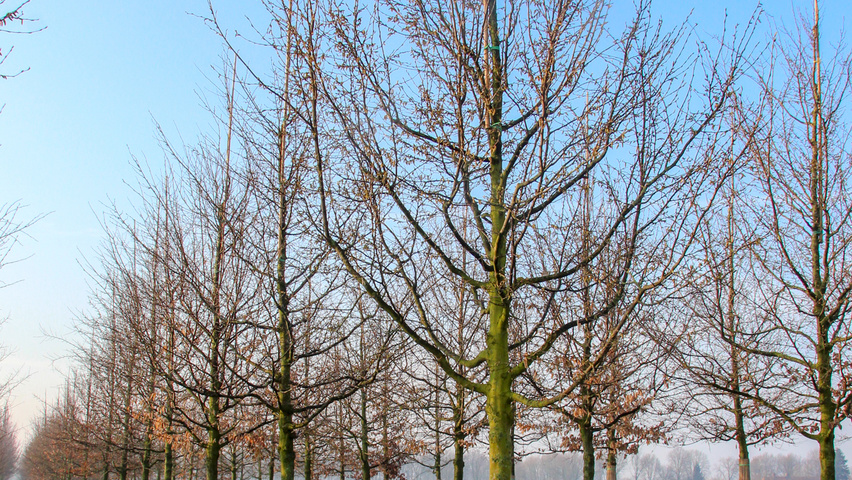 Carpinus betulus hoogstam