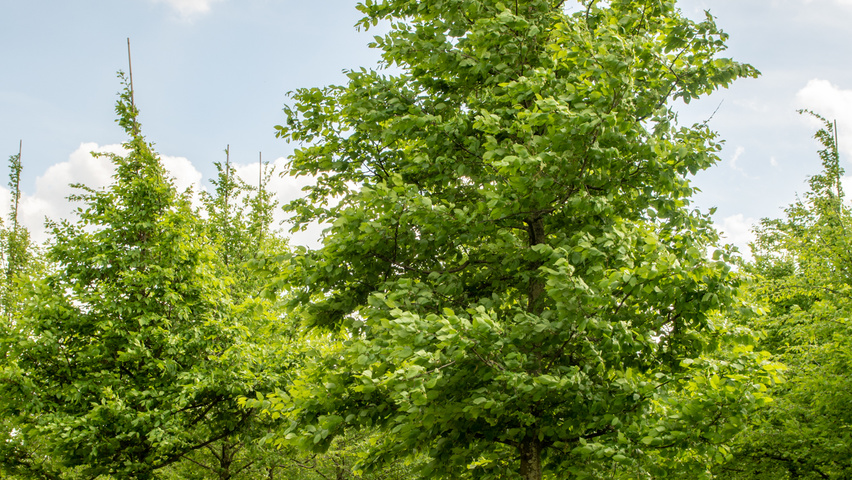 Carpinus betulus hoogstam