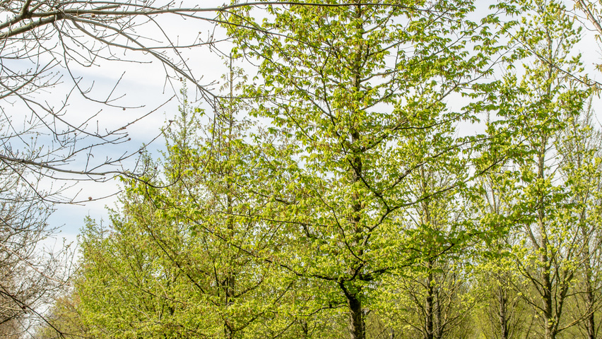 Carpinus betulus hoogstam