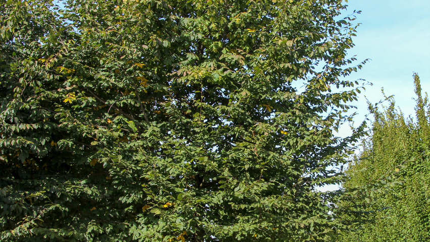 Carpinus betulus hoogstam