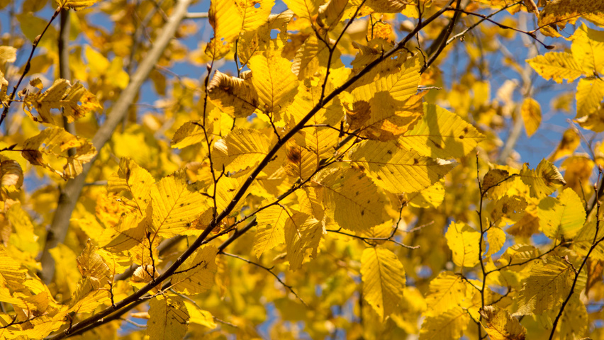 Carpinus betulus 'Jurrius' herfstblad