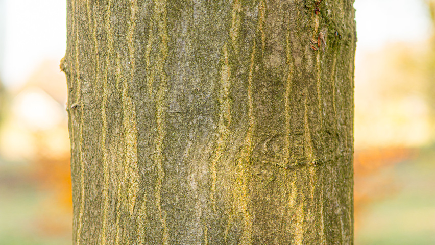 Carpinus betulus 'Jurrius' bast