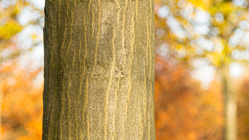 Carpinus betulus 'Jurrius' bast