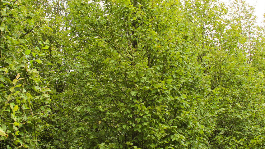 Carpinus betulus 'Jurrius' beveerd