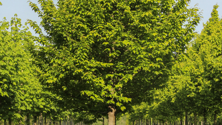 Carpinus betulus 'Jurrius' hoogstam