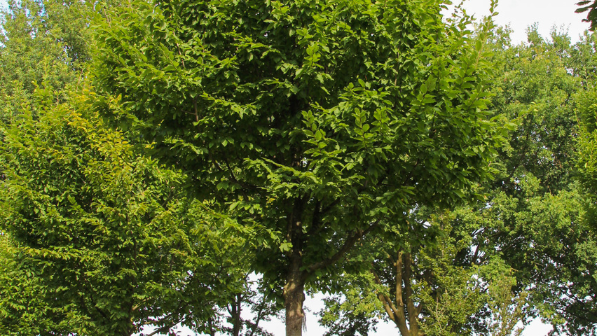 Carpinus betulus 'Jurrius' hoogstam
