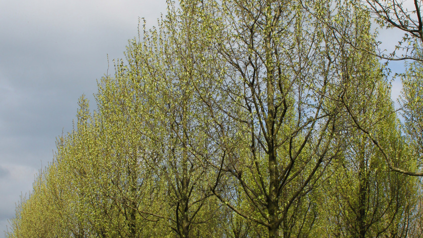 Carpinus betulus 'Jurrius' hoogstam