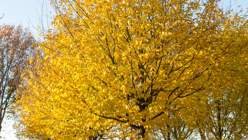 Carpinus betulus 'Jurrius' hoogstam