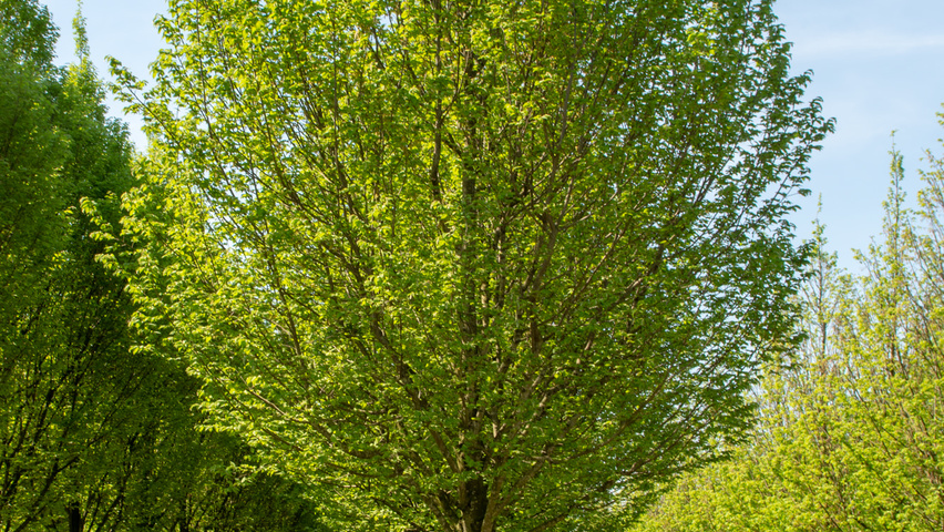 Carpinus betulus 'Jurrius' hoogstam