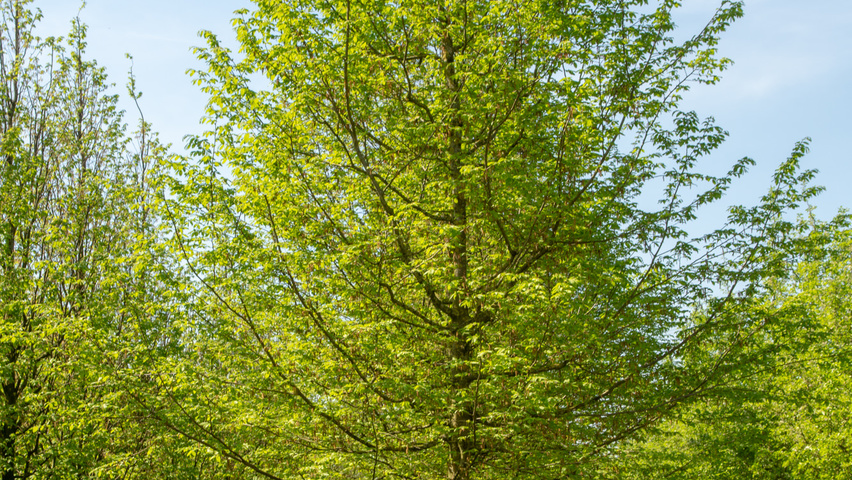 Carpinus betulus 'Jurrius' hoogstam