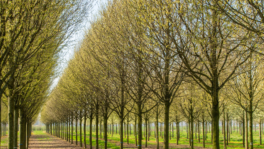 Carpinus betulus 'Jurrius' hoogstam