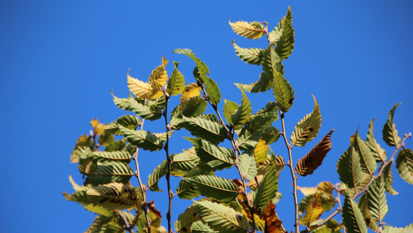 Carpinus betulus 'Jurrius' blad