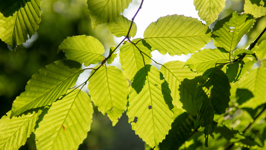 Carpinus betulus blad
