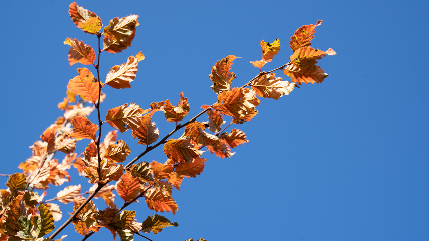 Carpinus betulus ROCKHAMPTON RED liście jesienią