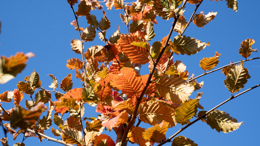 Carpinus betulus ROCKHAMPTON RED liście jesienią