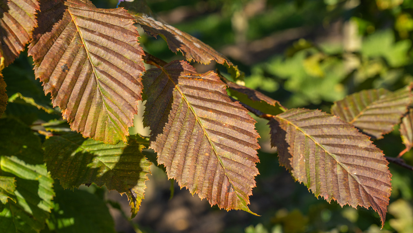Carpinus betulus ROCKHAMPTON RED liście jesienią