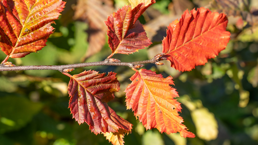 Carpinus betulus ROCKHAMPTON RED liście jesienią