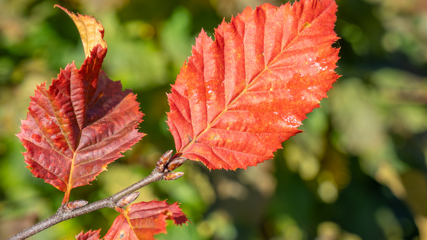 Carpinus betulus ROCKHAMPTON RED liście jesienią
