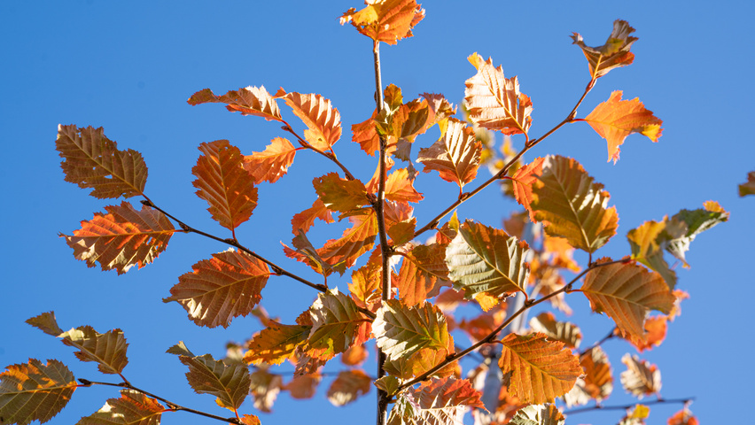 Carpinus betulus ROCKHAMPTON RED liście jesienią