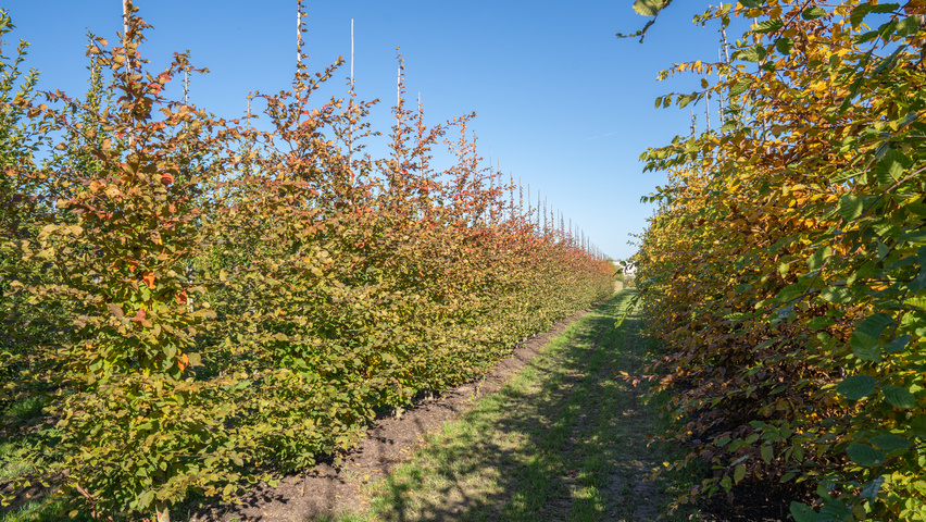 Carpinus betulus ROCKHAMPTON RED pokrój naturalny