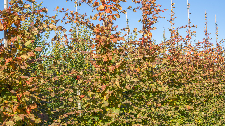 Carpinus betulus ROCKHAMPTON RED pokrój naturalny
