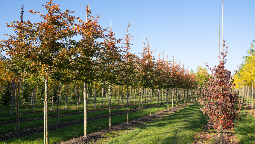 Carpinus betulus ROCKHAMPTON RED pienne