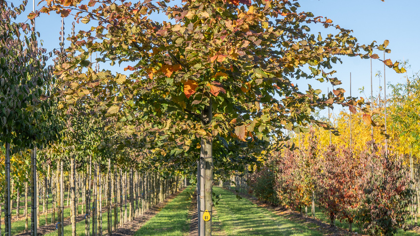 Carpinus betulus ROCKHAMPTON RED pienne