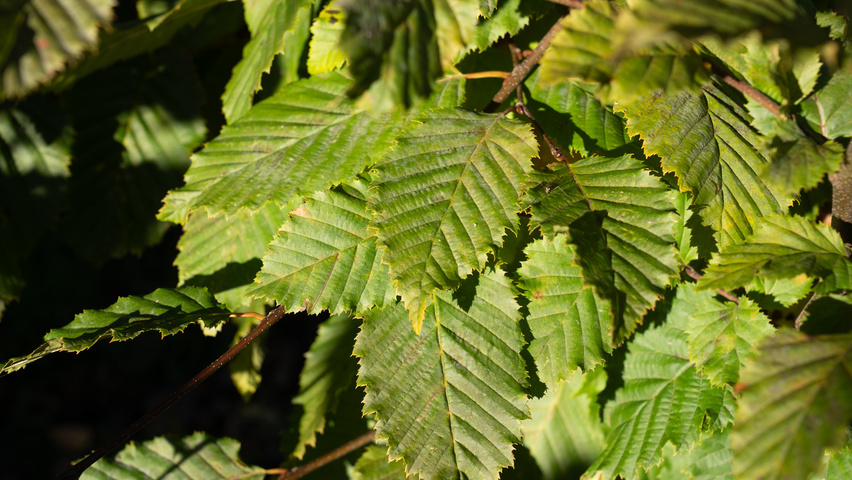 Carpinus betulus ROCKHAMPTON RED liście