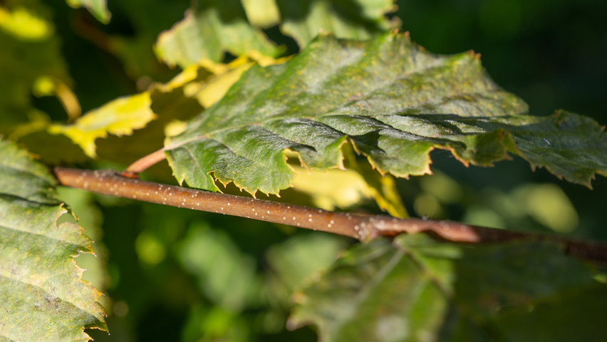 Carpinus betulus ROCKHAMPTON RED pędy