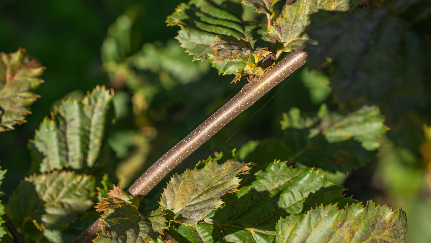 Carpinus betulus ROCKHAMPTON RED pędy