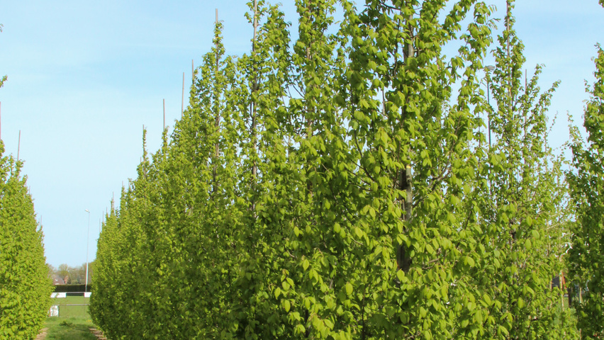 Carpinus betulus 'Lucas' Stammbüsche