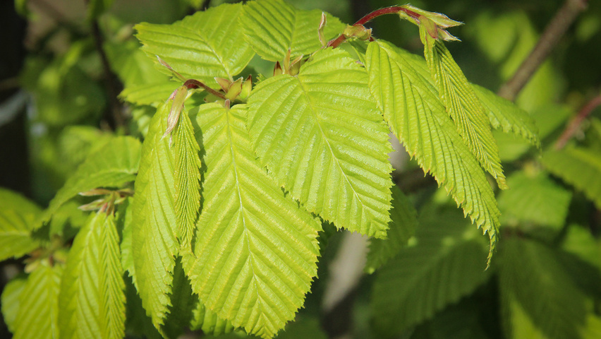 Carpinus betulus 'Lucas' Blatt