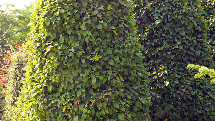 Carpinus betulus 'Monumentalis' kegel