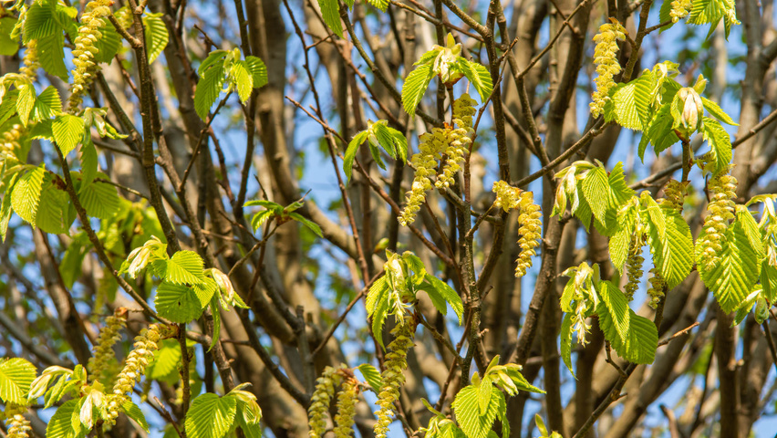 Carpinus betulus 'Monumentalis' bloem