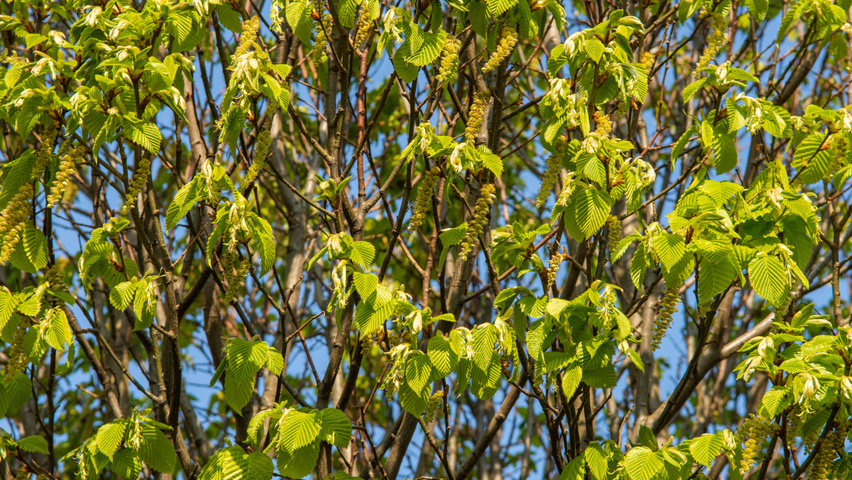 Carpinus betulus 'Monumentalis' bloem