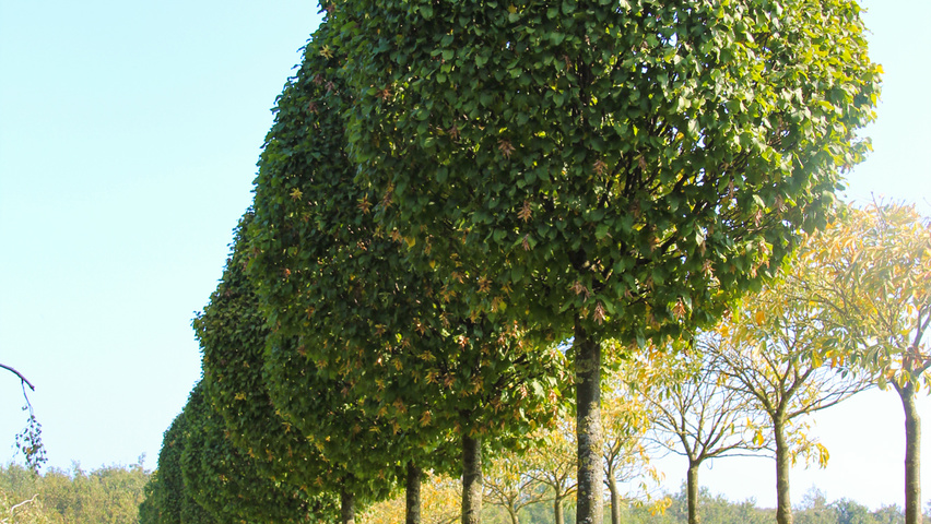 Carpinus betulus 'Monumentalis' hoogstam