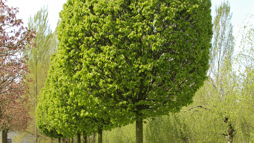 Carpinus betulus 'Monumentalis' hoogstam