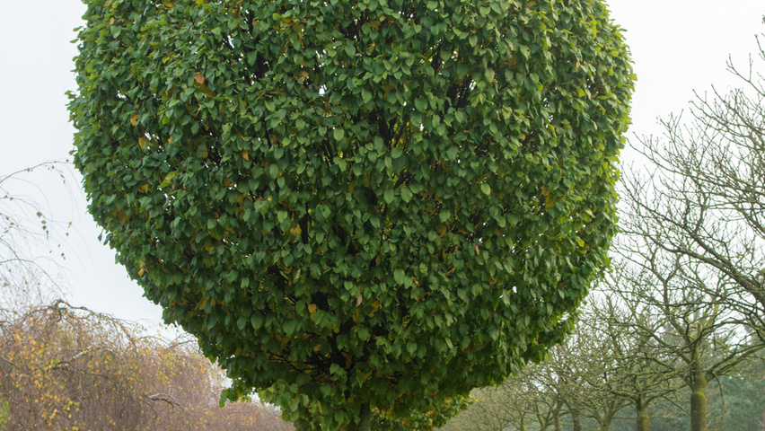 Carpinus betulus 'Monumentalis' hoogstam