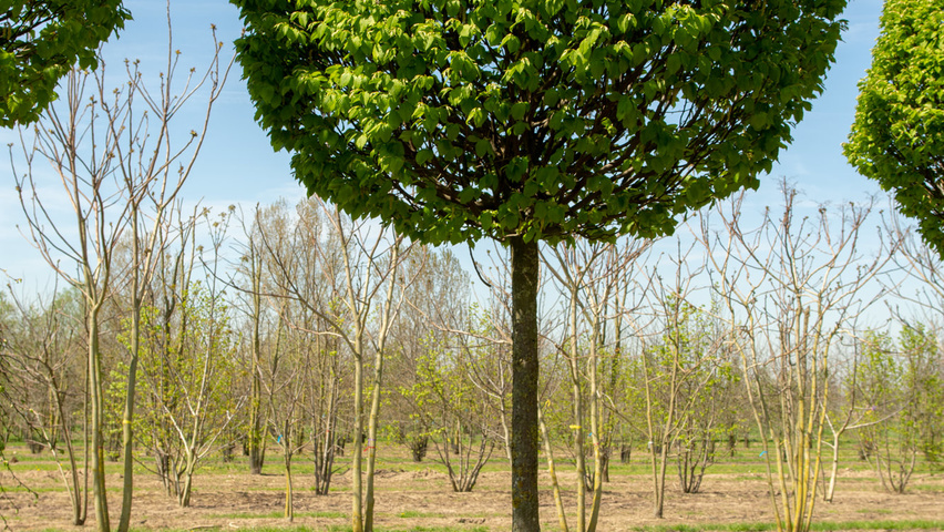 Carpinus betulus 'Monumentalis' hoogstam