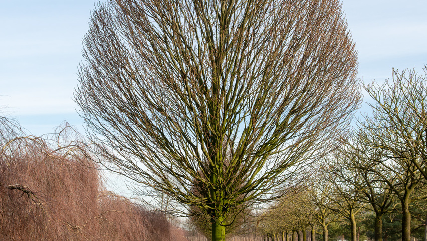 Carpinus betulus 'Monumentalis' hoogstam